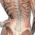 back pain, pain theory, slipped disc, red flags