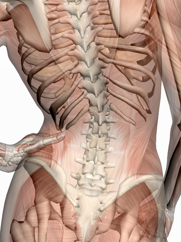 back pain, pain theory, slipped disc, red flags
