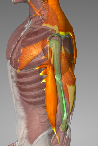 Scapulothoracic muscles