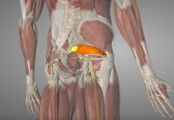 Anatomy - Piriformis Muscle 